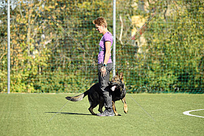 Dobby vom treuen Kamerad