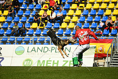 Dooly of Dog training