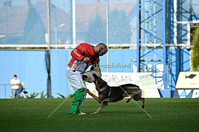 Dooly of Dog training