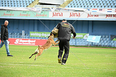 Dragonheart Gigi Marenberska