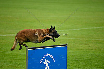 Dundee vom roten Drachen