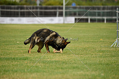 Dyson del Camino Duro