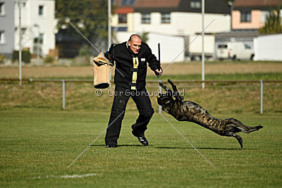 Ebby Fly Dogs Attak