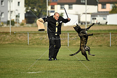 Ebby Fly Dogs Attak