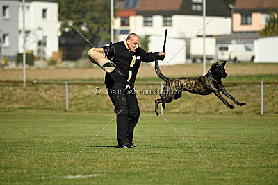 Ebby Fly Dogs Attak