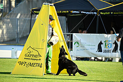 Ebby vom schwarzen Omen