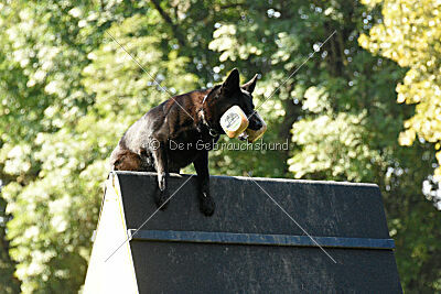 Ebby vom schwarzen Omen