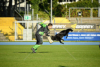 Ebby vom schwarzen Omen