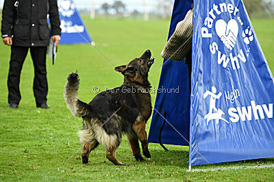Ebony von der Nibelungenburg