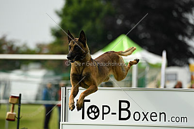 Eddy von der Katzenhecke