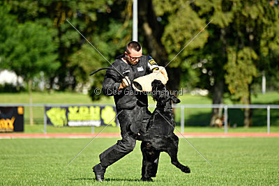 Eldo vom Mühlenstein