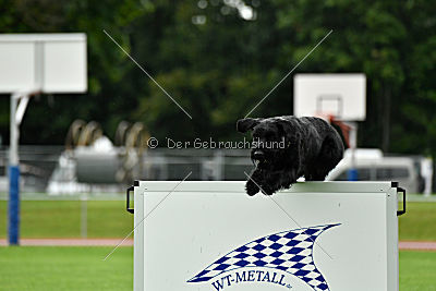 Eldo vom Mühlenstein