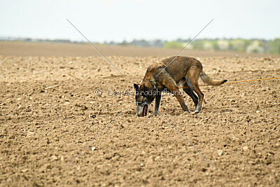 Ella-Erja Marshall Dogs