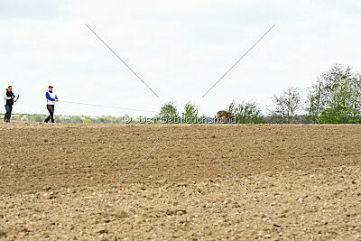 Ella-Erja Marshall Dogs