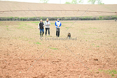 Ella-Erja Marshall Dogs