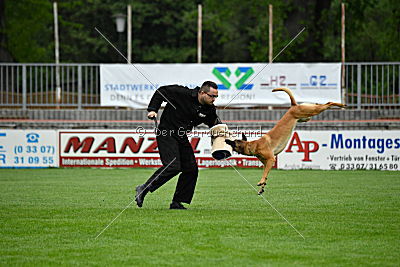 Elli-Pyrelli vom Streitwald