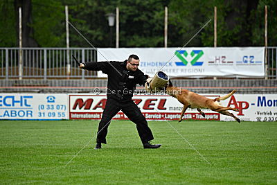 Elli-Pyrelli vom Streitwald