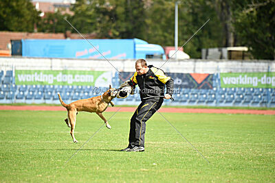 Elly vom Clan der Wölfe