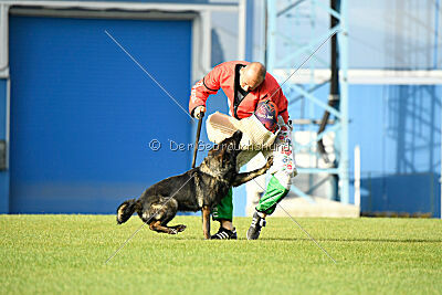 Elsa vom Haidbrunnen