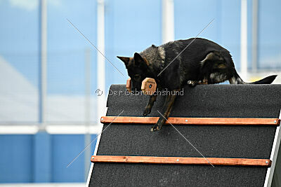 Elsa vom Haidbrunnen