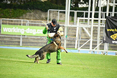 Elvis von der Grauen Schlucht