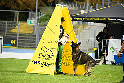 Elvis von der Grauen Schlucht