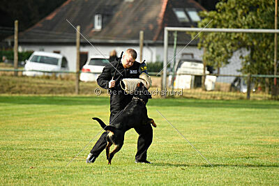 Enox vom Spöcker Wald