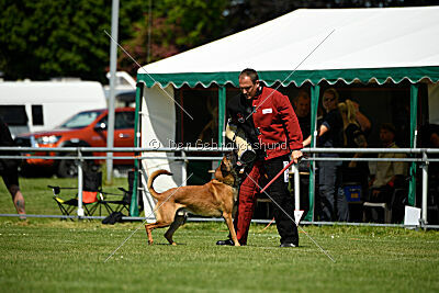 Enzo vom Buxtehuder Bullen