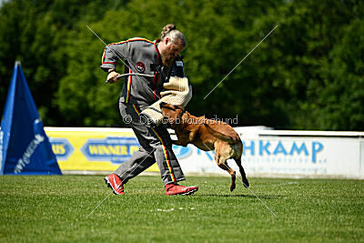 Enzo vom Buxtehuder Bullen