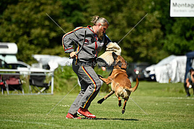 Enzo vom Buxtehuder Bullen