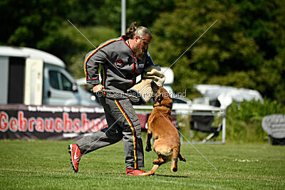 Enzo vom Buxtehuder Bullen