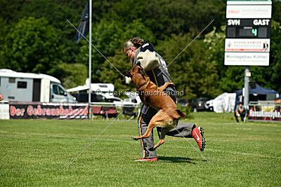 Enzo vom Buxtehuder Bullen