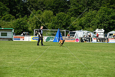 Enzo vom Buxtehuder Bullen