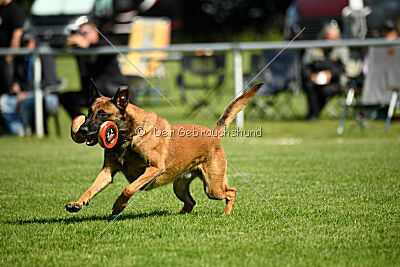 Enzo vom Buxtehuder Bullen