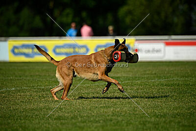 Enzo vom Buxtehuder Bullen