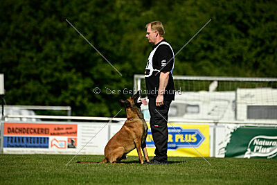 Enzo vom Buxtehuder Bullen