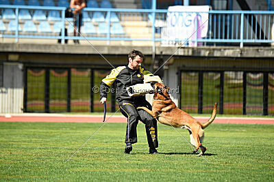 Enzo vom Buxtehuder Bullen