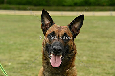 Enzo vom Buxtehuder Bullen
