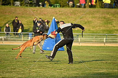 Enzo vom Buxtehuder Bullen