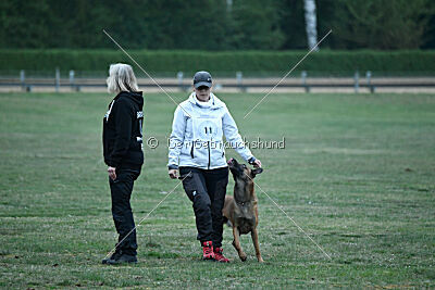 Enzo vom Buxtehuder Bullen