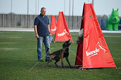 Erja-Ella Marshall Dogs