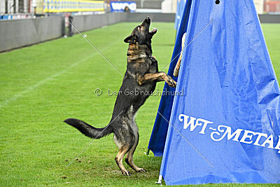 Eskarina Smith Arabrab