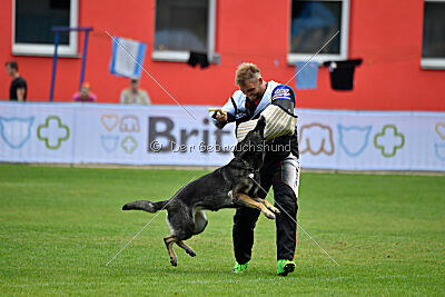 Estrellest Särts Sahara