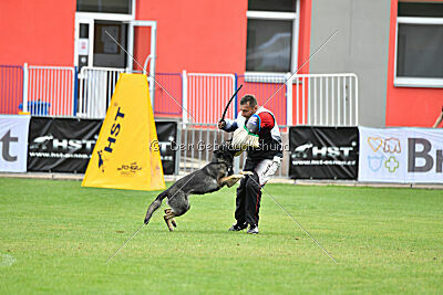 Estrellest Särts Sahara