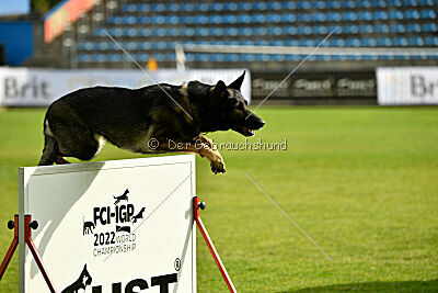 Estrellest Särts Sahara