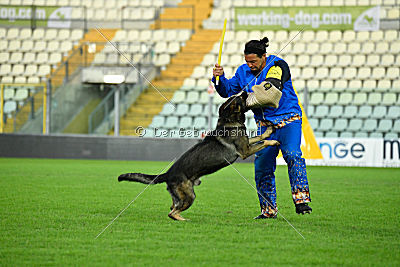 Estrellest von Vector