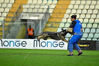 Estrellest von Vector