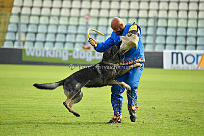 Estrellest von Vertex