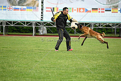 Evolution ot Vitosha