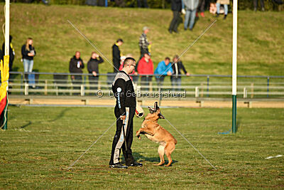 Excalibur des chiens de travail
